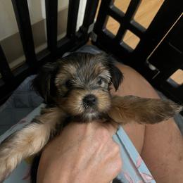 Tiny - Black and tan male Yorkshire Terrier puppy in Boston, Massachusetts from Little Yorkes of Boston
