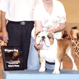 Bulldogs from Greatrock Bulldogs