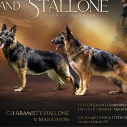 German Shepherds from He Reigns