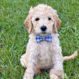 Smarty Pants - Cream male Goldendoodle puppy in Social Circle, Georgia from Poppiedoodle Farms