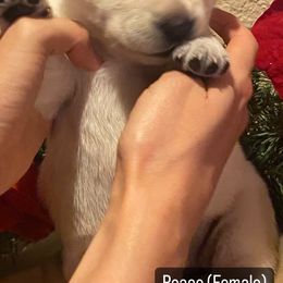 Labrador Retriever Puppies from Sunflower Hill AKC Labrador Retriever Puppies