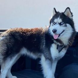 Aragron - Siberian Husky