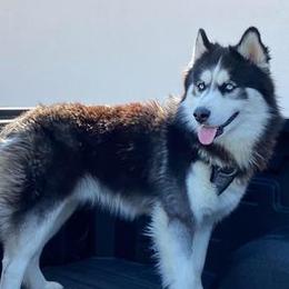 Aragron - Siberian Husky