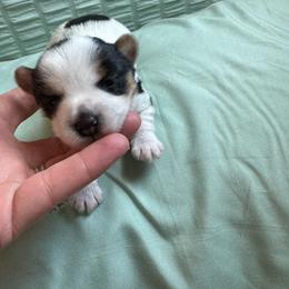 Female parti - Parti female Yorkshire Terrier puppy in Pikeville, North Carolina from A Yorkie’s World