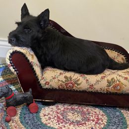 Scottish Terrier and Sealyham Terrier Puppies from Afterglow Kennels, LLC