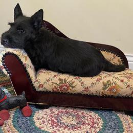 Scottish Terrier and Sealyham Terrier Puppies from Afterglow Kennels, LLC