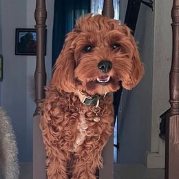 Starr - Cavapoo