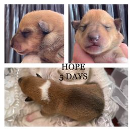 Girl 5 - Collie puppy in Central, California from Collies Of Orion Hill