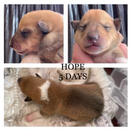 Girl 5 - Collie puppy in Central, California from Collies Of Orion Hill