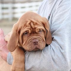 Girl 7 - Red Dogue de Bordeaux puppy in New Albany, Mississippi from Back Porch Bordeaux