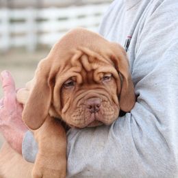 Girl 7 - Red Dogue de Bordeaux puppy in New Albany, Mississippi from Back Porch Bordeaux