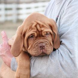 Girl 7 - Red Dogue de Bordeaux puppy in New Albany, Mississippi from Back Porch Bordeaux