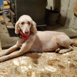 Brandy - Poodle