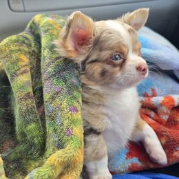 Boy 1 - Merle male Chihuahua puppy in Mills River, North Carolina from Chosen Chihuahuas