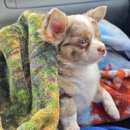 Boy 1 - Merle male Chihuahua puppy in Mills River, North Carolina from Chosen Chihuahuas