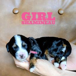 Shamineau - Tri-color female Bernedoodle puppy in Cambridge, Minnesota from Country Meadow Doodles