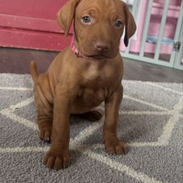 Girl 1 - Golden rust female Vizsla puppy in Windsor, Maine from Pleasant Ridge