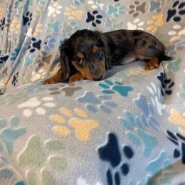 Boy 1 - Dapple male Dachshund puppy in Hemphill, Texas from Chapman Doxies