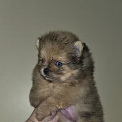 Sofie - Black and brindle female Pomeranian puppy in Santa Ana, California from Legacy Pomeranian of Orange County