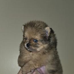 Sofie - Black and brindle female Pomeranian puppy in Santa Ana, California from Legacy Pomeranian of Orange County