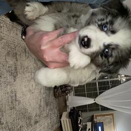 Miniature Australian Shepherd Puppies from 7UL Mini Aussies
