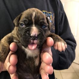 Boxer Puppies from Agape Boxers