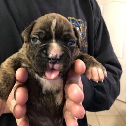 Boxer Puppies from Agape Boxers