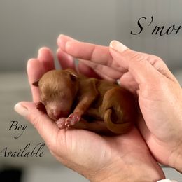 Smores - Red male Cavapoo puppy in Spokane, Washington from Treasured Cavaliers of the Pacific Northwest