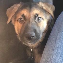German Shepherds from Rockin’ B German Shepherds