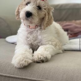Goldendoodle Puppies from Thompson Creek Doodles