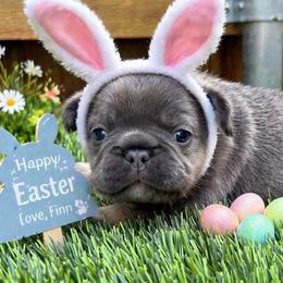Finn - Blue male French Bulldog puppy in Greenville, Texas from Lovey’s Frenchies