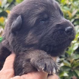 Puppy 2 - Black and red male German Shepherd puppy in Central Florida, Florida from Vom Furstenhund