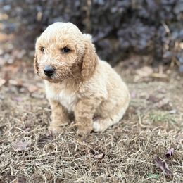 Navy - Apricot male Goldendoodle puppy in Baldwin, Georgia from Simmons F1b Goldendoodles