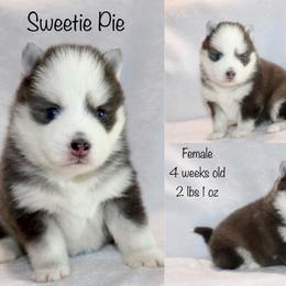 Sweetie Pie - Blue female Pomsky puppy in Denham Springs, Louisiana from Bayouland Pomskies