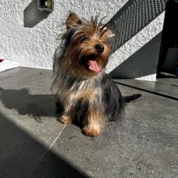 Missi - Blue and gold female Yorkshire Terrier puppy in Cape Coral, Florida from Katherine’s Yorkies and Poodles