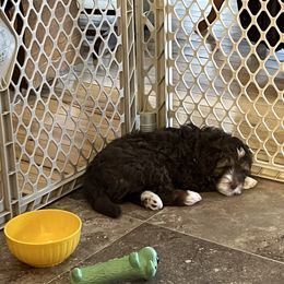 Aussiedoodle Puppies from Creek Bend Farm