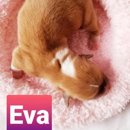 Pembroke Welsh Corgi Puppies from Whimsical Treasure Corgis