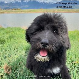 JOHN - Black and white Sheepadoodle puppy in Charlo, Montana from Heavenly Hilltop Farm