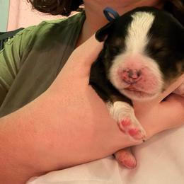 Bella - Tri-color female Bernedoodle puppy in Eagle Mountain, Utah from Liberty Farms Puppies
