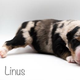 Linus - Blue merle male Miniature American Shepherd puppy in Groesbeck, Texas from Empire Miniature American Shepherds