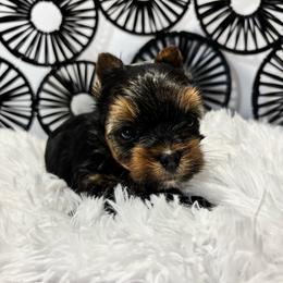 Buddy - Black and tan male Yorkshire Terrier puppy in Cornelia, Georgia from Kruz Kennels