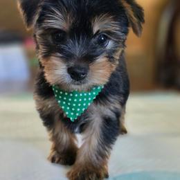 Lola's Boy 2 - Black and tan male Yorkshire Terrier puppy in Aiken, South Carolina from Sio's Yorkies