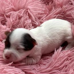 Freckles AKC - Chocolate, tan and white female Yorkshire Terrier puppy in Labelle, Florida from Chocolate and Parti Yorkies in Florida
