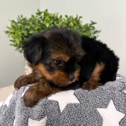 Oscar - Black and gold male Yorkshire Terrier puppy in Citrus Springs, Florida from Lulus toy poodles