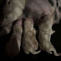 L - White and black male Dalmatian puppy in Las Vegas, Nevada from 101 Dew Dream Valley Dalmatians