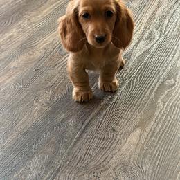 Female 5 - Cream female Dachshund puppy in Stuart, Iowa from Johnson Family Paws