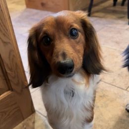 Dachshunds from Sharlie's Doxies