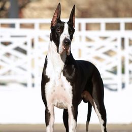 Great Danes from Glacier Danes