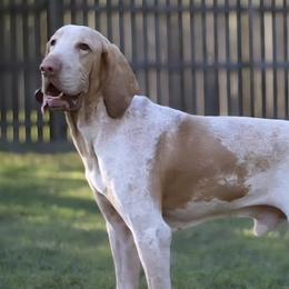 Tuco - Bracco Italiano