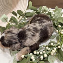 Boy 5 - male Aussiedoodle puppy in Rainbow City, Alabama from Creek Bend Farm